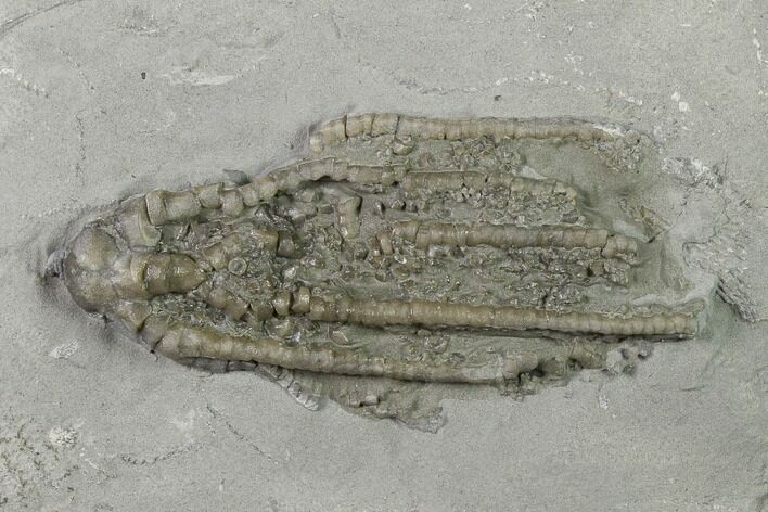 Crinoid (Histocrinus) Fossil - Crawfordsville, Indiana #136528